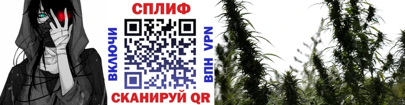 Конопля AK-47  где найти   Балахна 